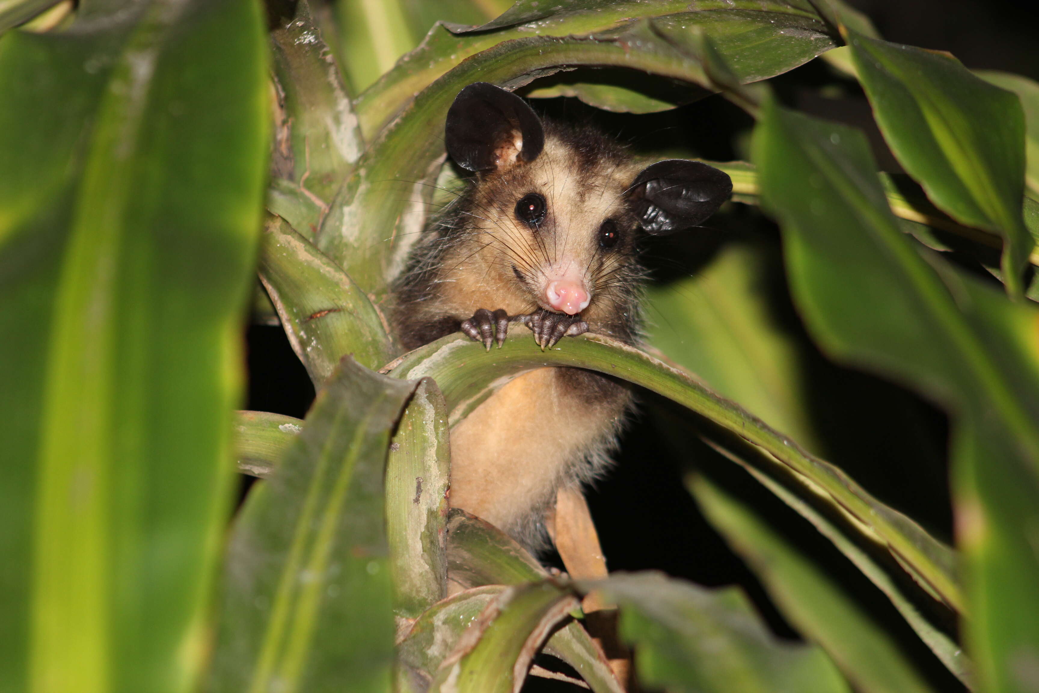 Image of Big-eared Opossum