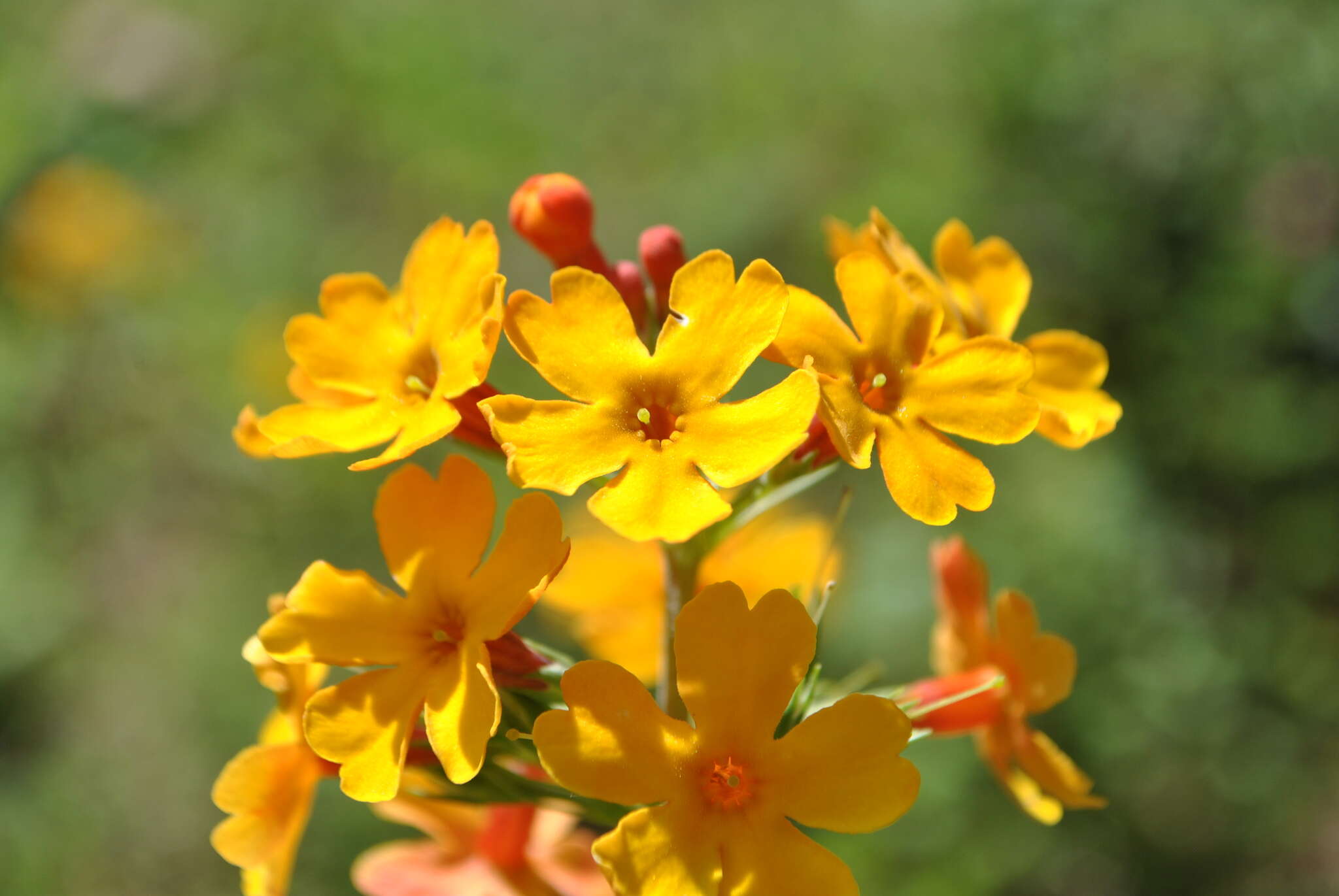 Primula bulleyana Forrest resmi