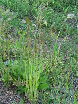 Image of Tufted Hair-grass