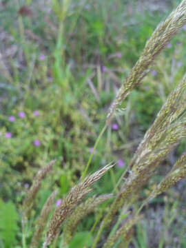 Image of Tufted Hair-grass