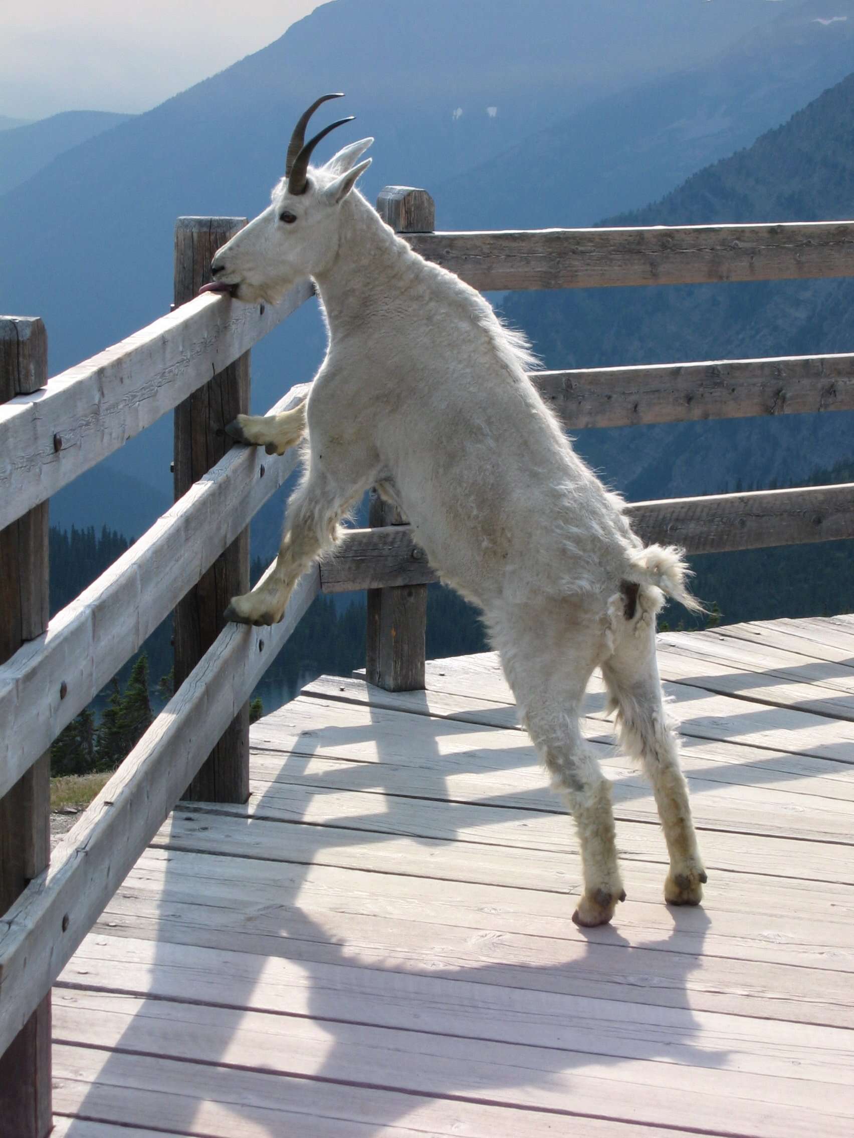 Image of mountain goat