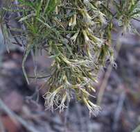 Image of Acanthostyles buniifolius (Hook. & Arn.) R. King & H. Rob.