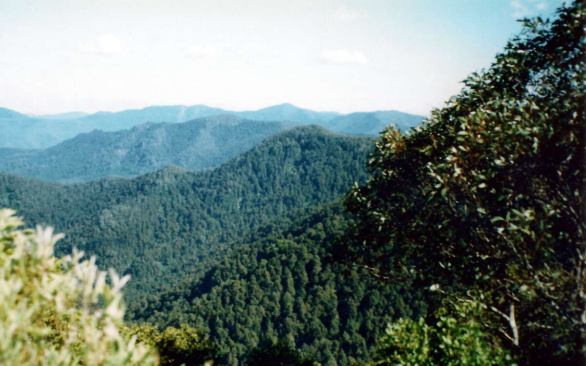 Imagem de Nothofagus moorei (F. Muell.) Krasser