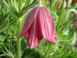 Image of pasqueflower