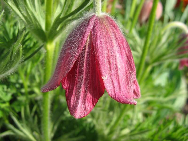 Image of pasqueflower