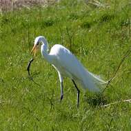 Image of Great Egret