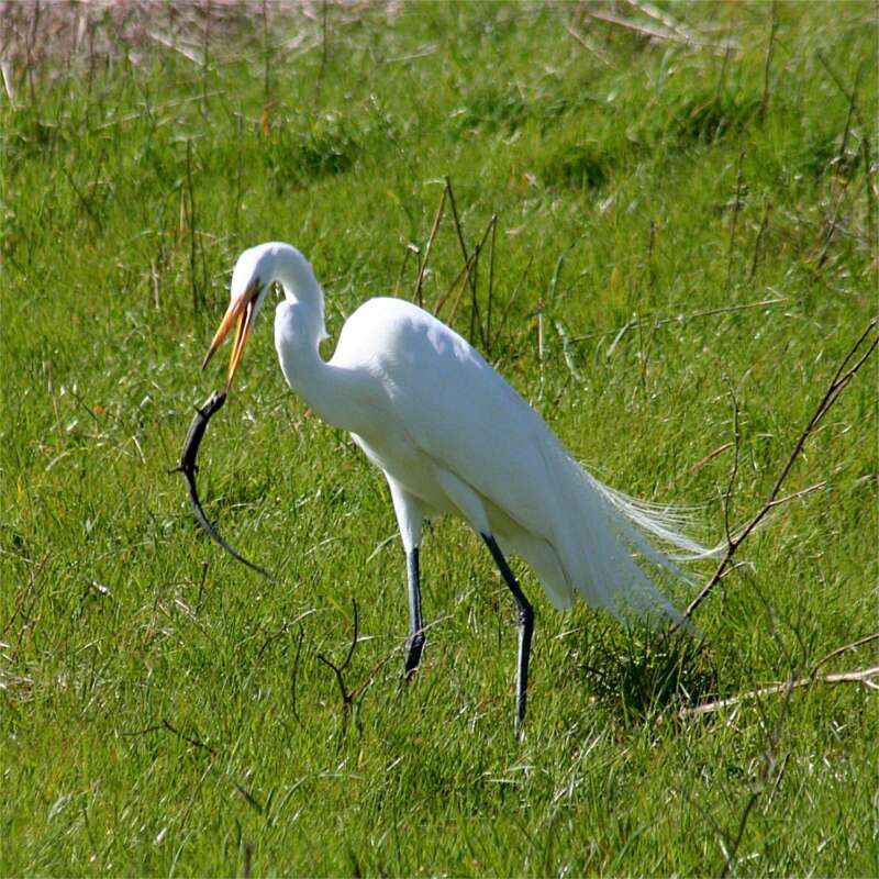 Image of Great Egret