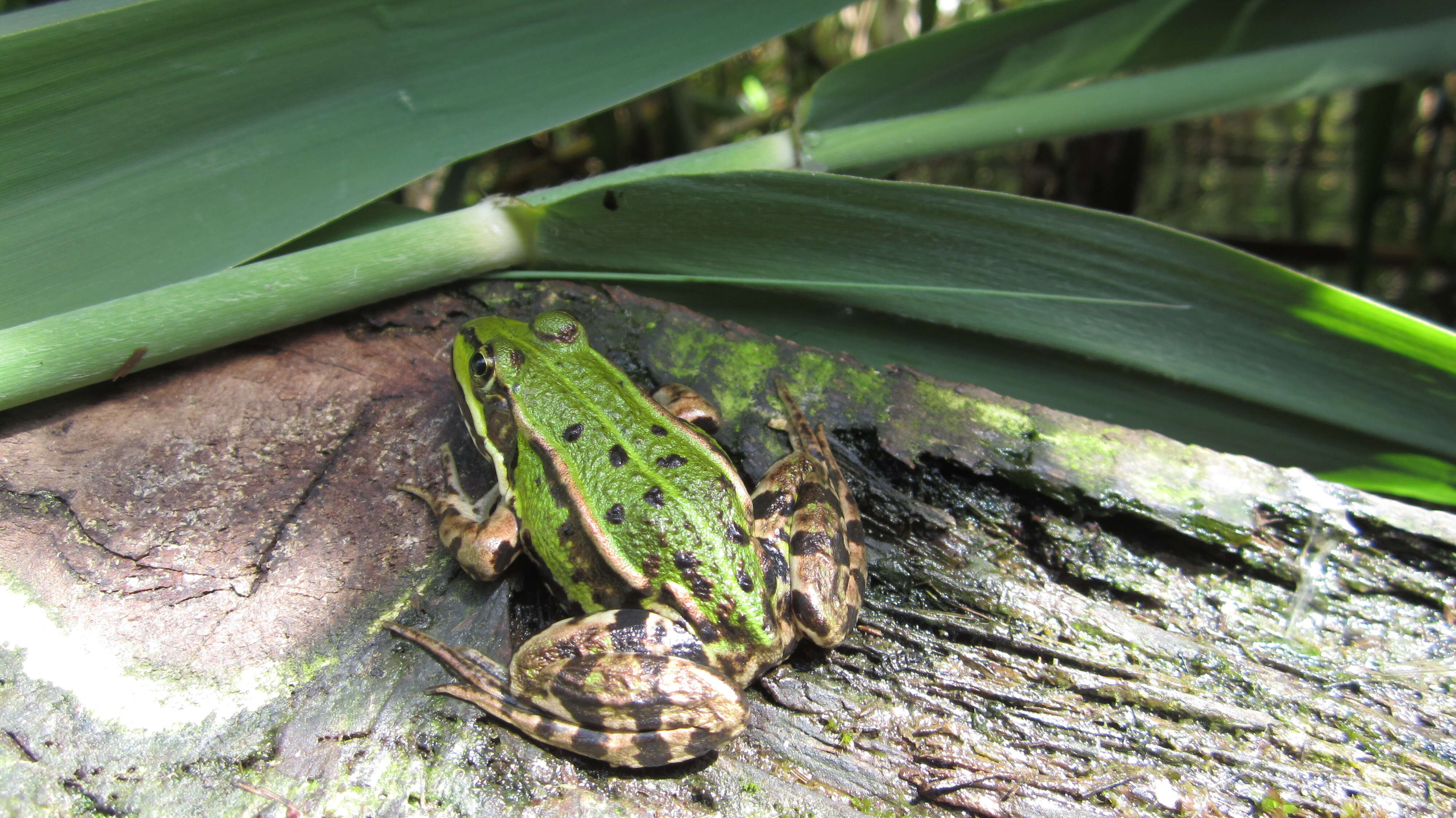 صورة Pelophylax esculentus