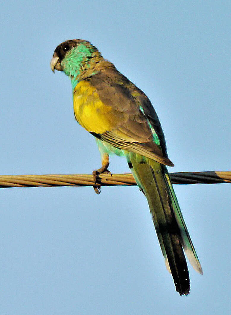 Image of Hooded Parrot