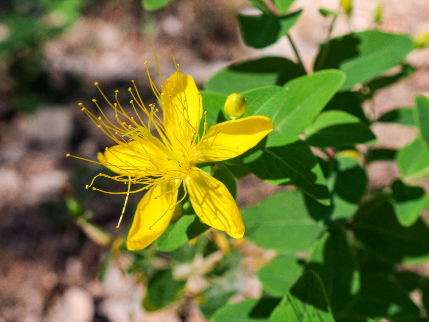 Image of Hypericum hircinum subsp. hircinum