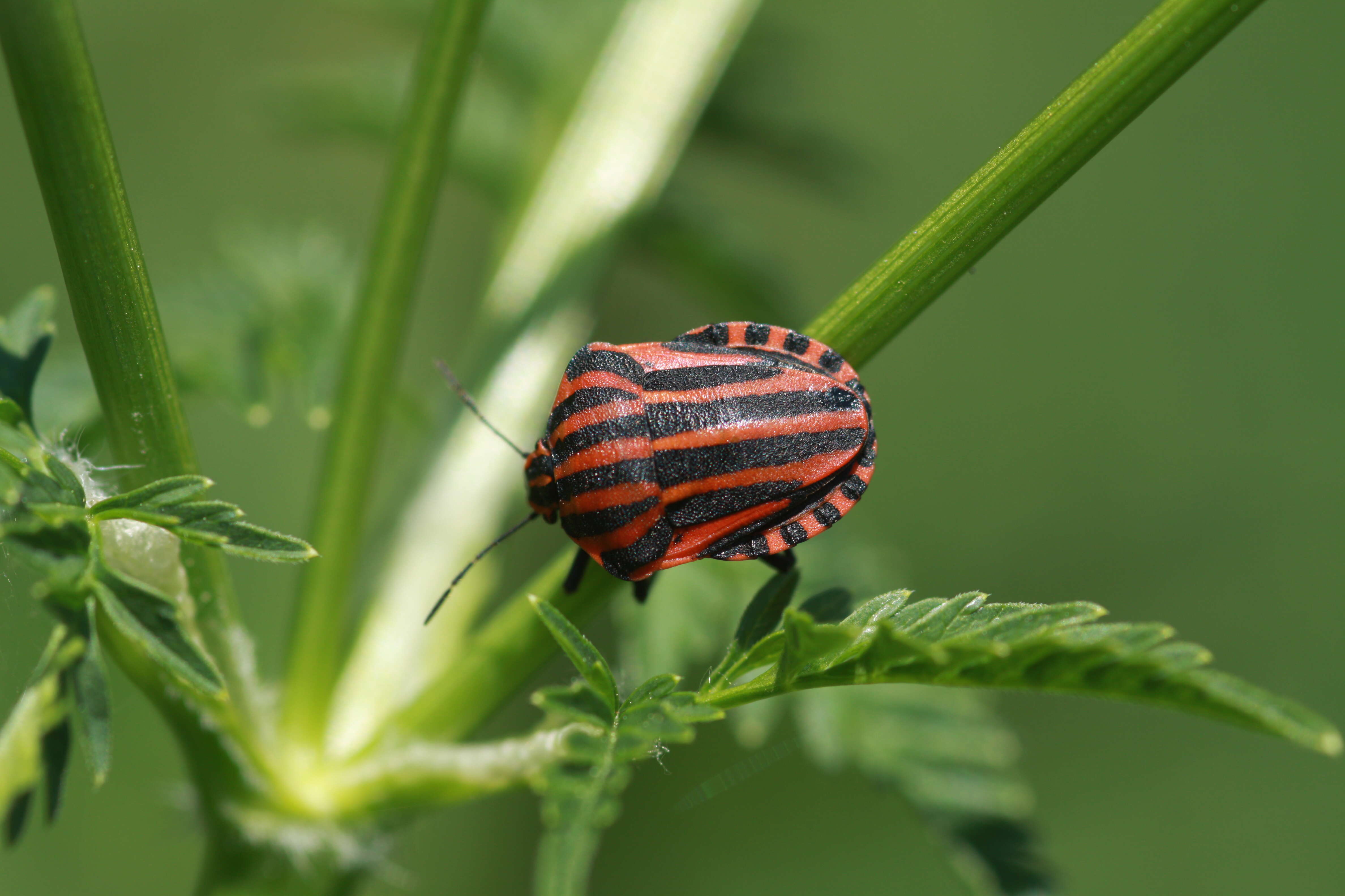 Image of <i>Graphosoma italicum</i>