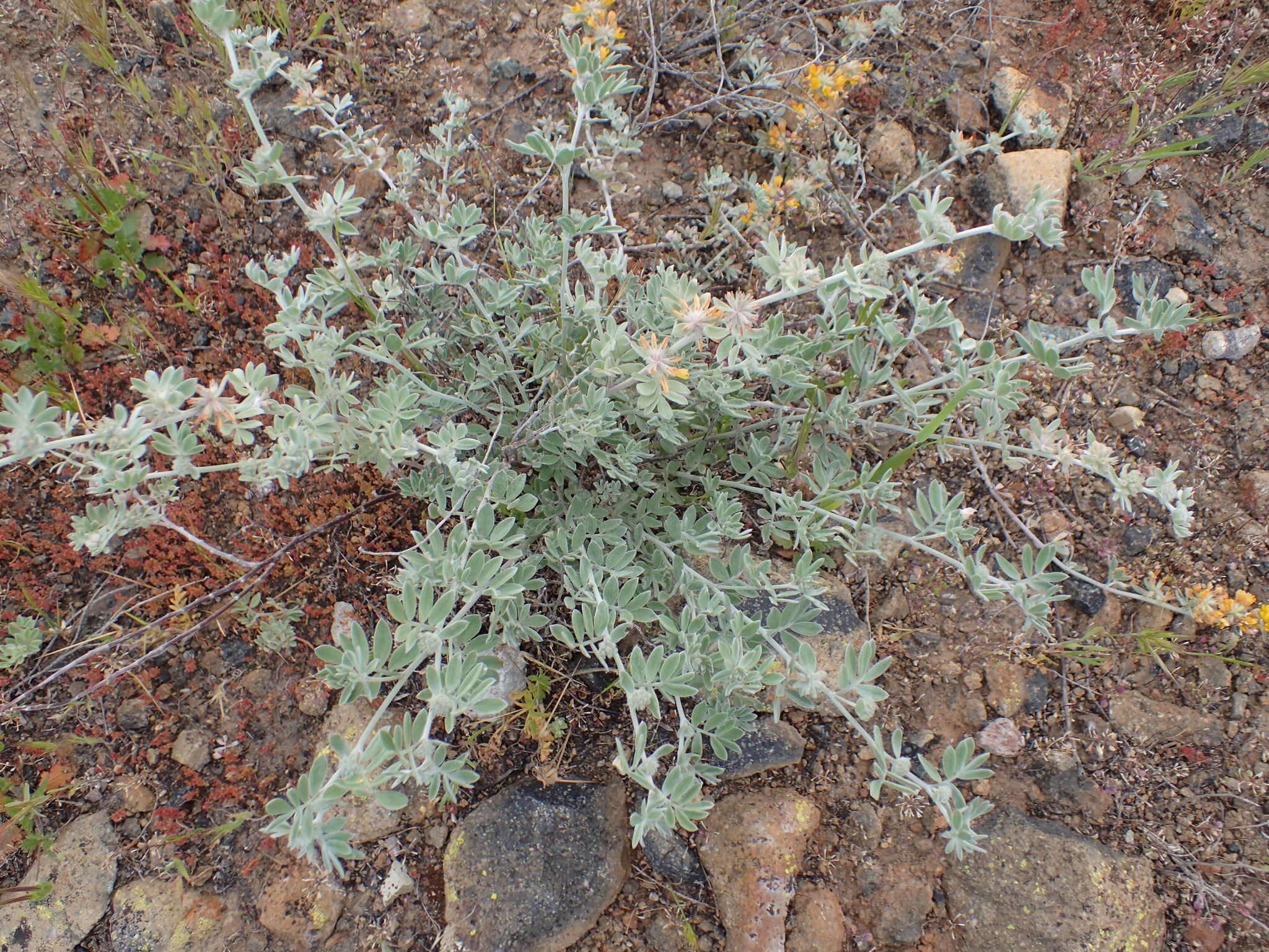 Image of <i>Acmispon argophyllus</i> var. <i>argenteus</i>