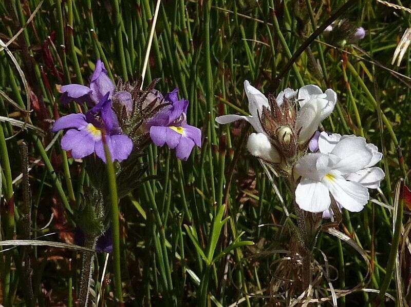 Слика од Euphrasia caudata (J. H. Willis) W. R. Barker