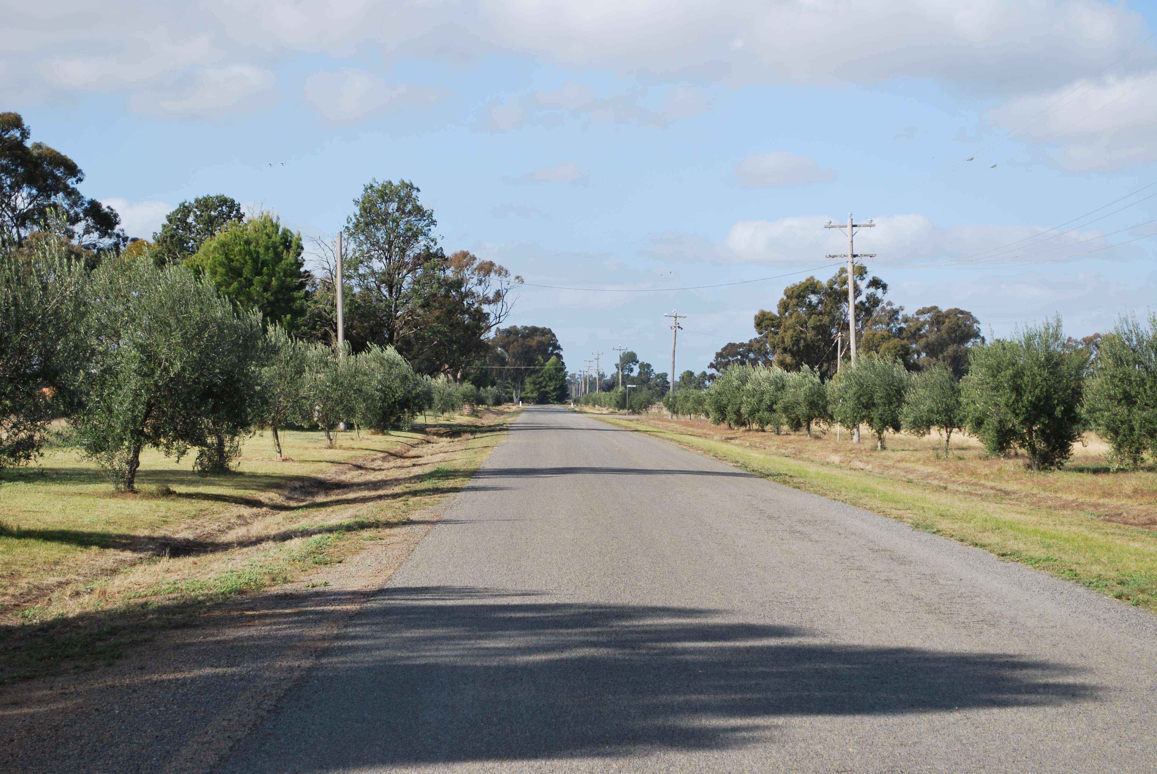 Image of olive tree