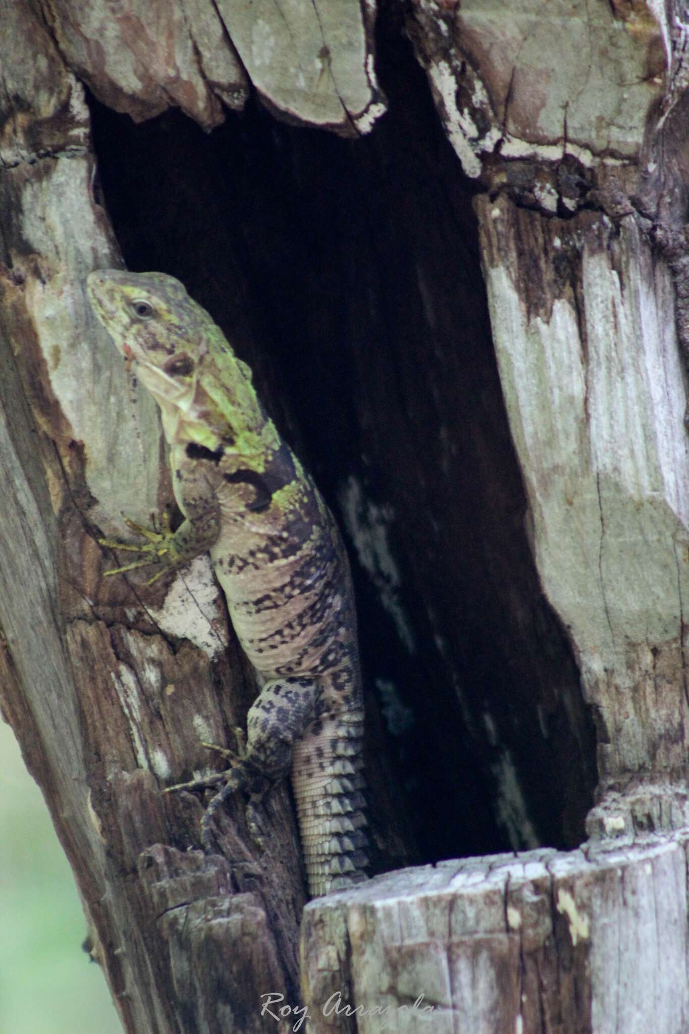 Image de Ctenosaura oaxacana Köhler & Hasbun 2001