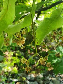 Image of Tilia americana var. mexicana (Schltdl.) J. W. Hardin