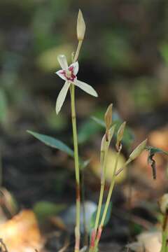 Image of Cymbidium macrorhizon Lindl.