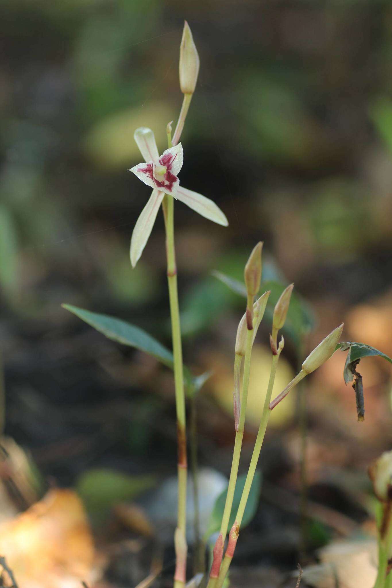 Imagem de Cymbidium macrorhizon Lindl.