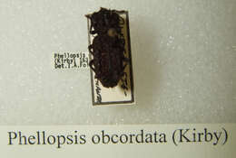 Image of Eastern Ironclad Beetle