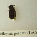 Image of Phellopsis porcata