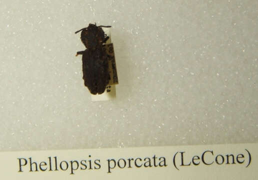 Image of Phellopsis porcata