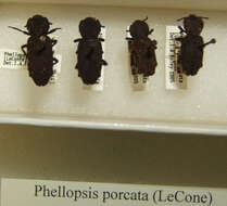 Image of Phellopsis porcata