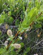 Image of mountain willow