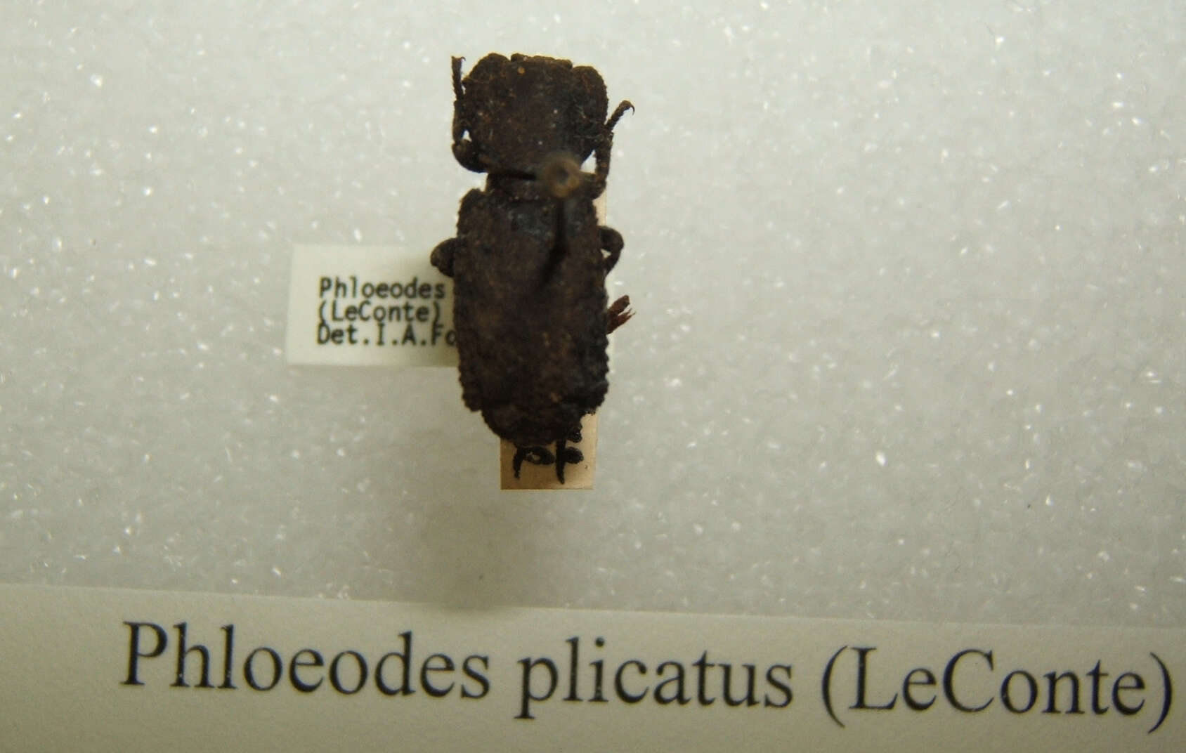Image of Phloeodes plicatus (Le Conte 1859)
