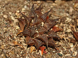 Image of Haworthia mirabilis (Haw.) Haw.