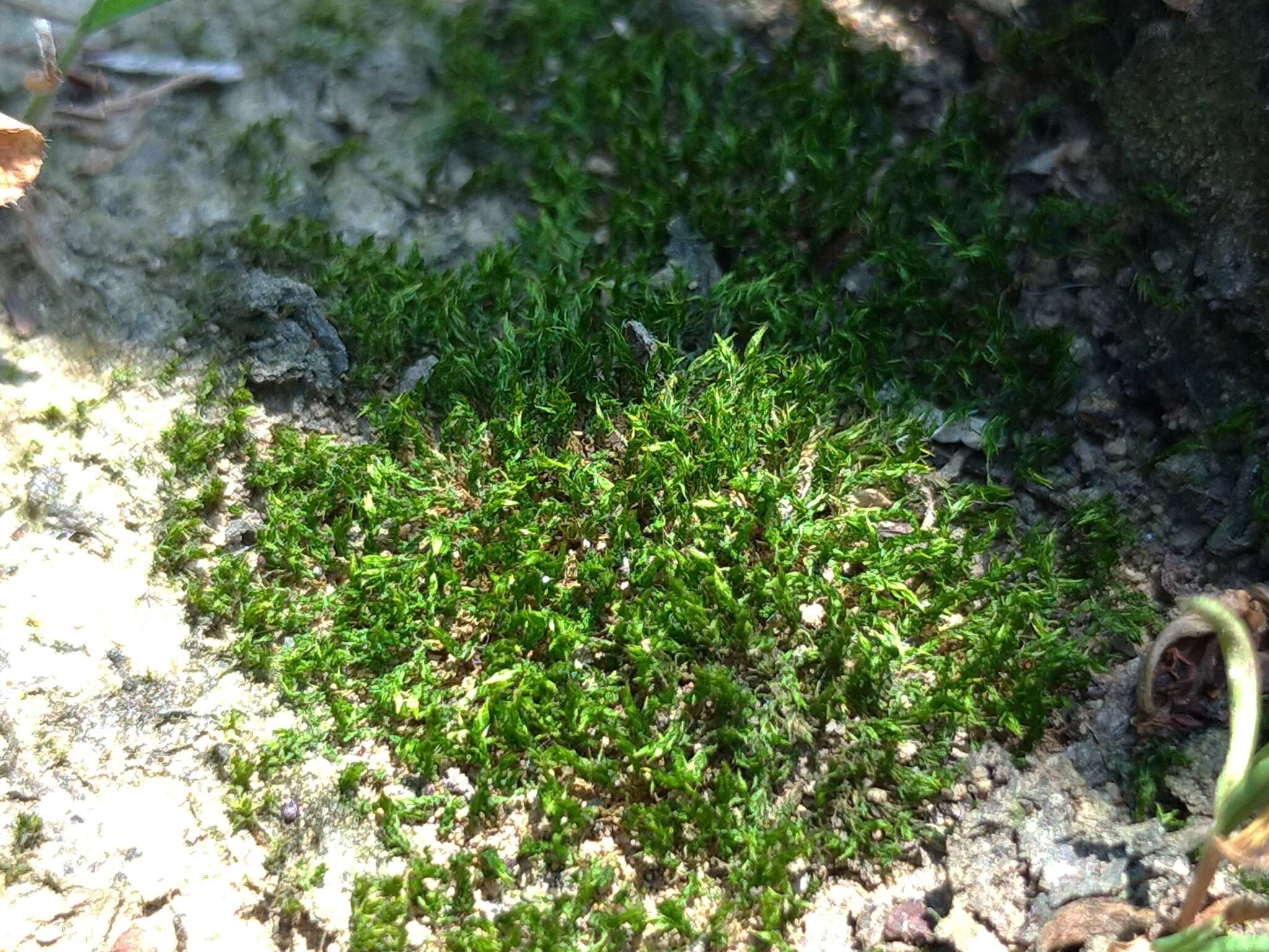 Imagem de Bryum coronatum Schwaegrichen 1816