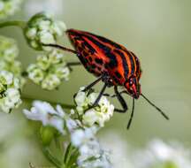 Image of <i>Graphosoma italicum</i>