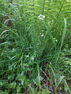 Imagem de Eutrema integrifolium (DC.) Bunge