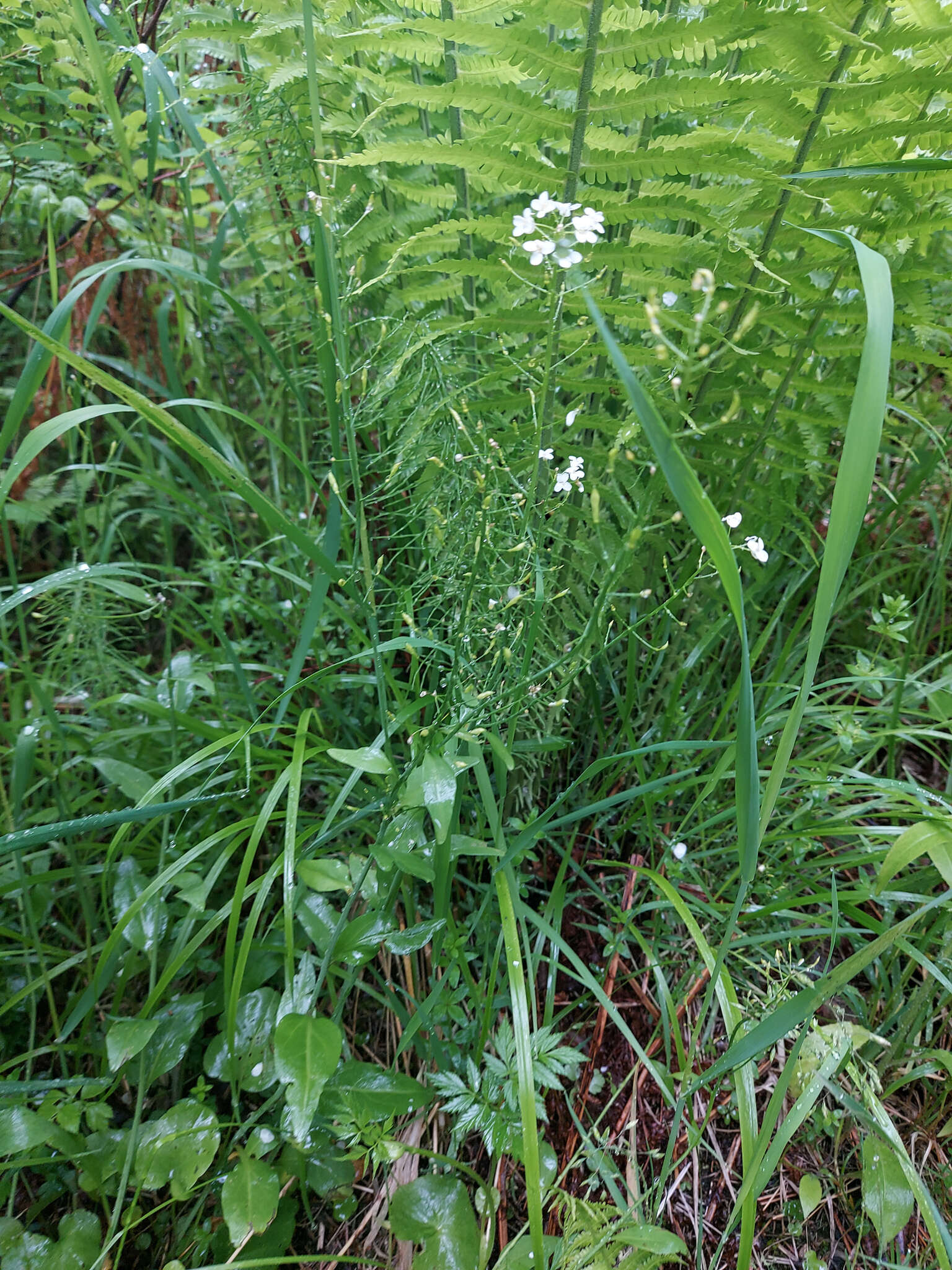 Imagem de Eutrema integrifolium (DC.) Bunge