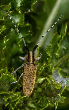 Image of Agapanthia (Epoptes) villosoviridescens (Degeer 1775)