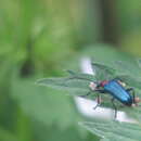 Image of Gaurotes (Carilia) virginea thalassina (Schrank 1781)