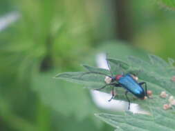 صورة Gaurotes (Carilia) virginea thalassina (Schrank 1781)