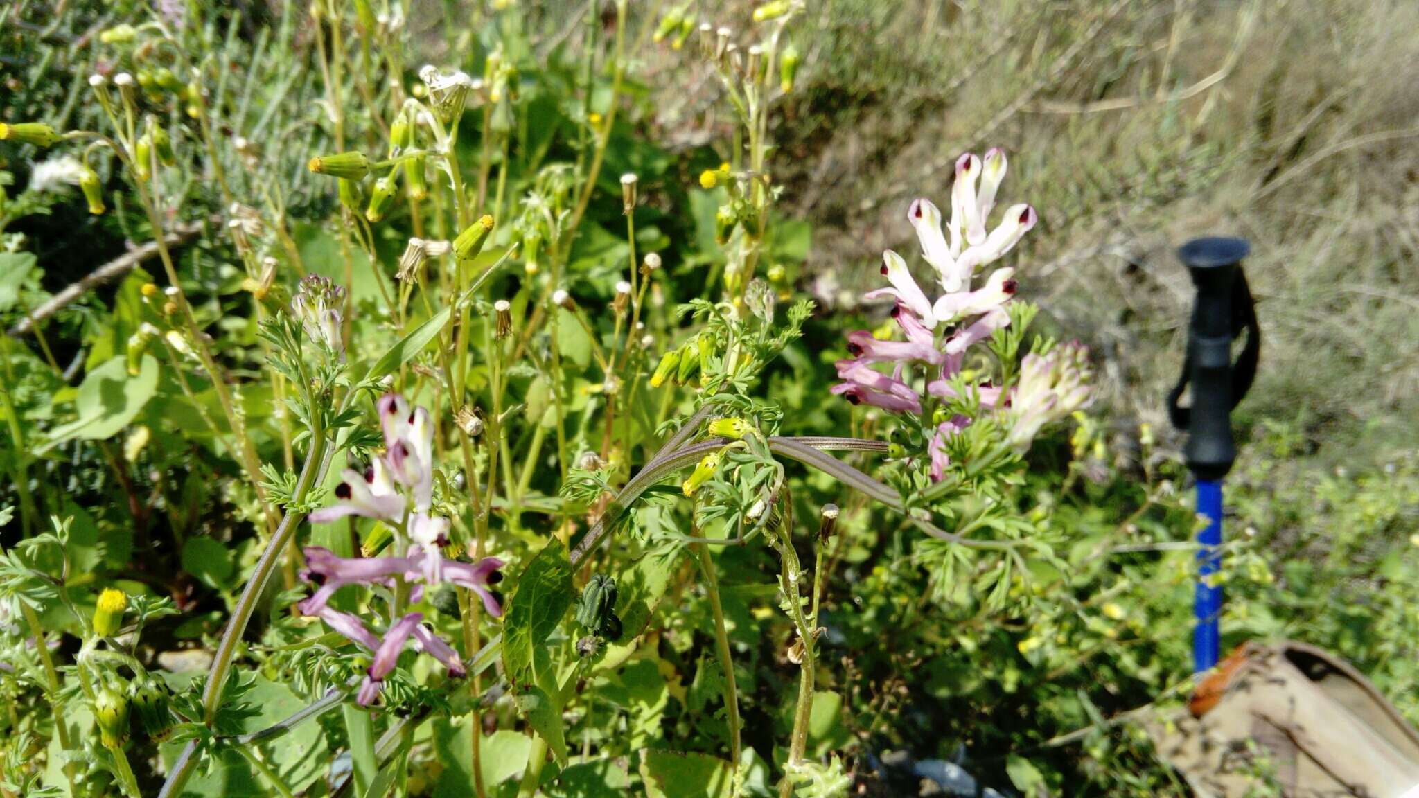 Image of Fumaria judaica Boiss.