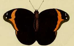 Image of Catoblepia xanthus Linnaeus 1758