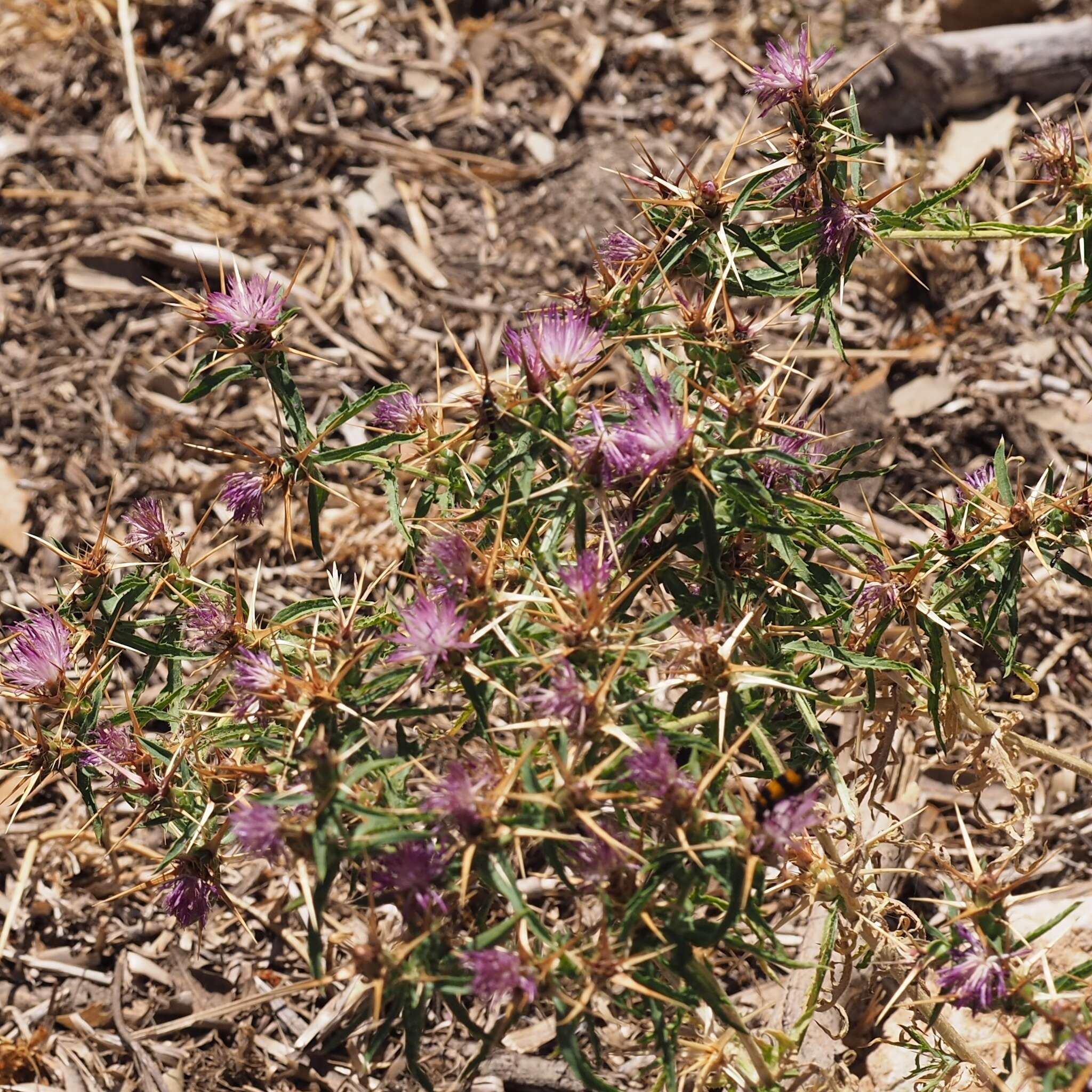 Centaurea calcitrapa L. resmi