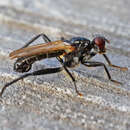 Image of Cordilura ciliata (Meigen 1826)