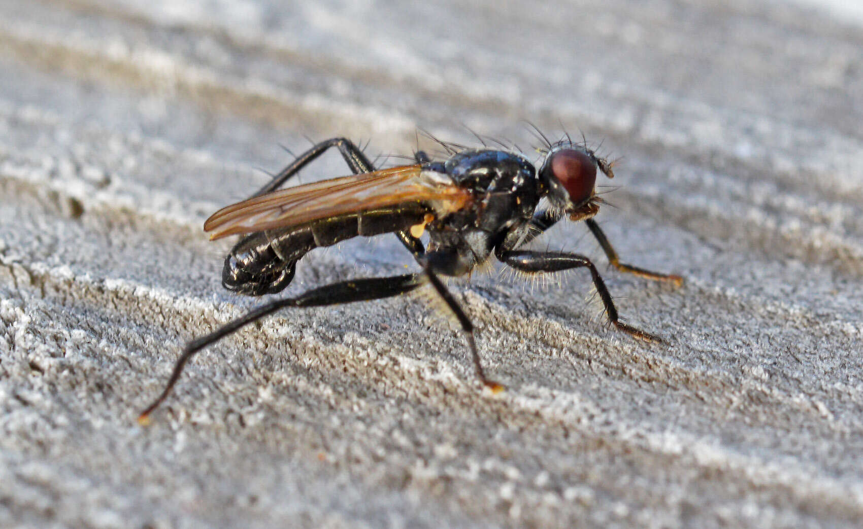 Image of Cordilura ciliata (Meigen 1826)