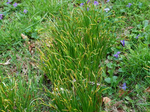 Image of Puccinia liliacearum Duby 1830