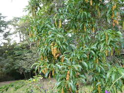 Image of Citharexylum donnell-smithii Greenm.