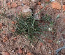 Image of Cyperus margaritaceus Vahl