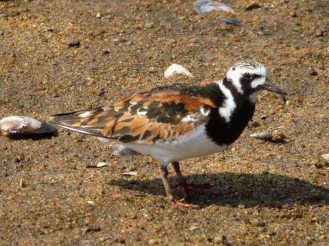 Image of Ruddy Turnstone