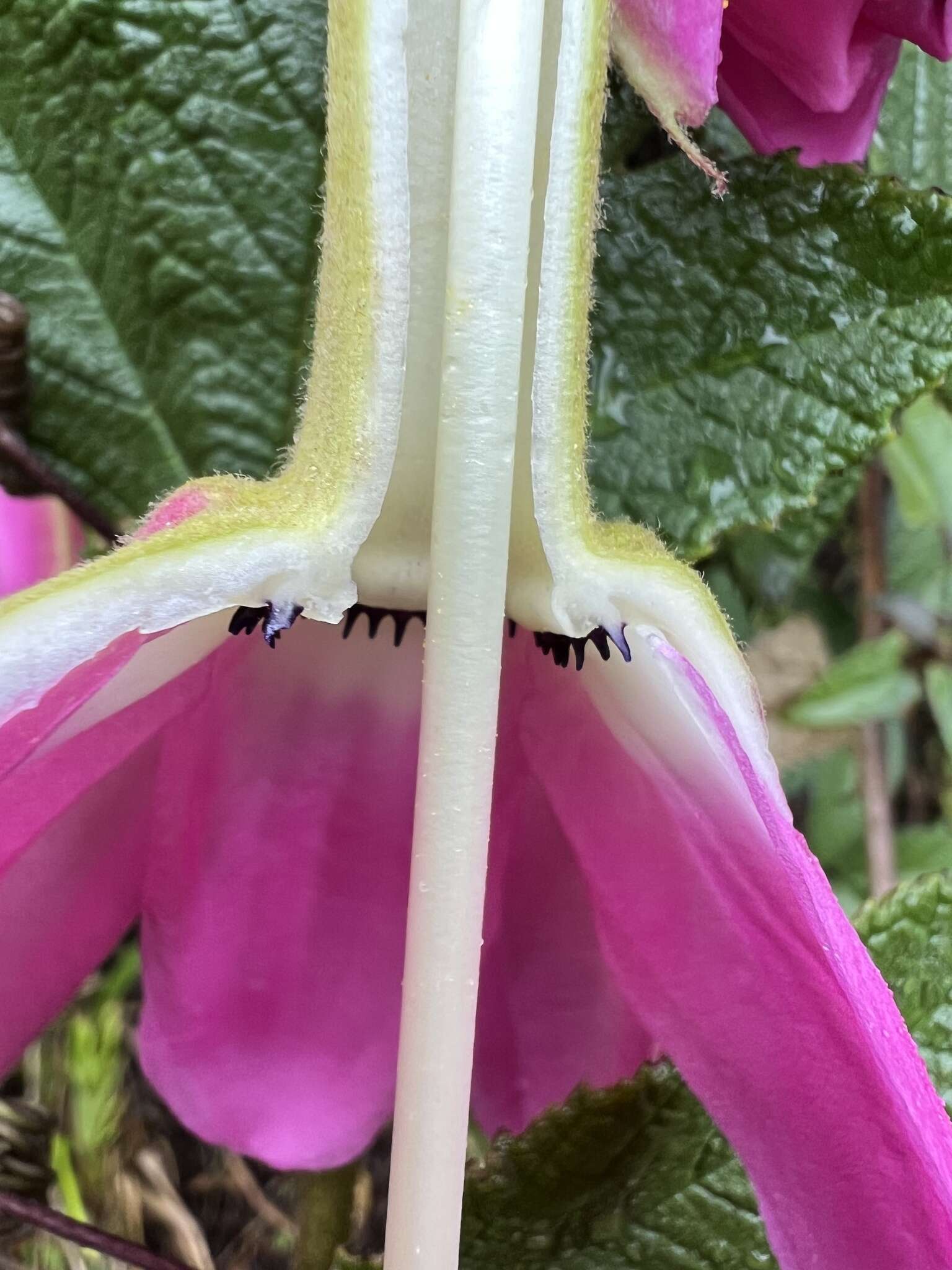 Image of Passiflora coactilis (Mast.) Killip