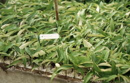 Image of butterfly-bush