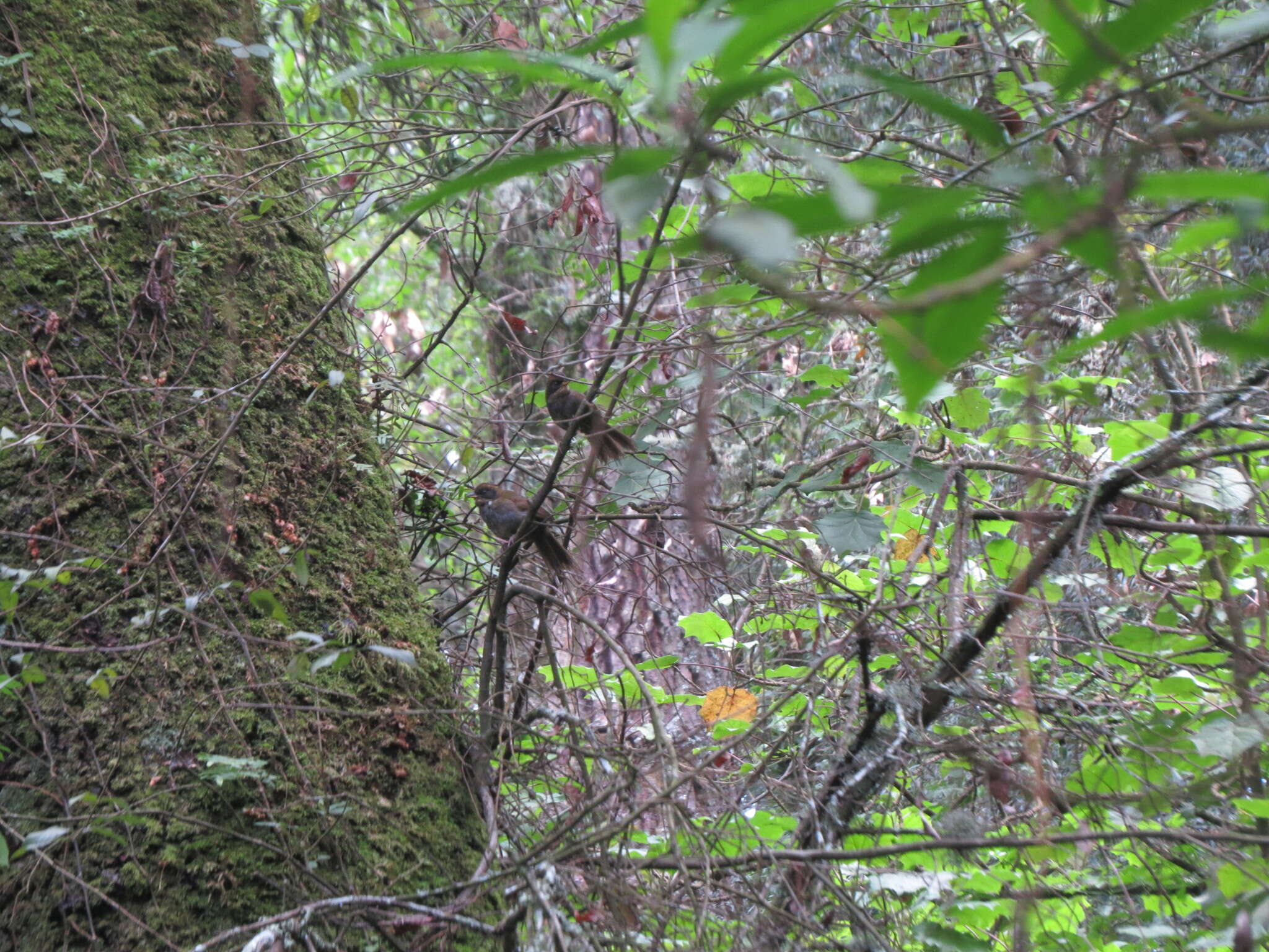 Image of Green-striped Brush Finch