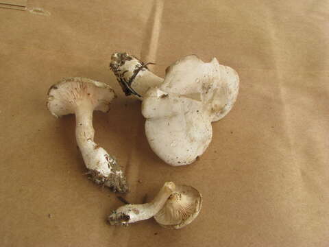 Image of Sweetbread mushroom