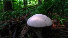 Image of Sweetbread mushroom